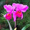 Cattleya Massiliensis purple Midnight (Cattleya trianae × Cattleya dowiana var. aurea).
